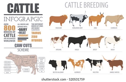 Cattle breeding farm infographic template. Cow, angus and calf icon set. Flat design. Vector illustration