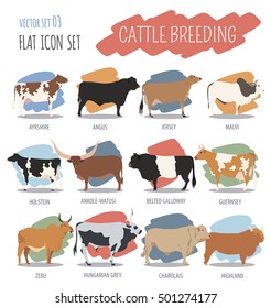 Cattle breeding farming. Cow, bulls, calf isolated icon set with zebu, highland, angus. Flat design. Vector illustration