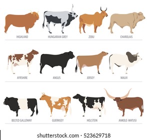 448 Highland cow vector Images, Stock Photos & Vectors | Shutterstock