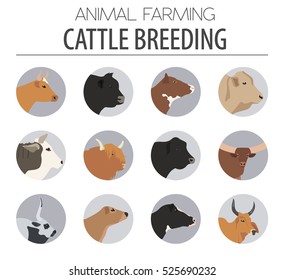 Cattle breeding farming. Cow, bulls breed icon set. Flat design. Vector illustration