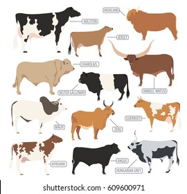 Cattle breeding farming. Cow, bulls breed icon set. Flat design. Vector illustration