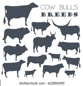 Cattle Breeding Farming. Cow, Bulls Breed Icon Set. Flat Design. Vector Illustration