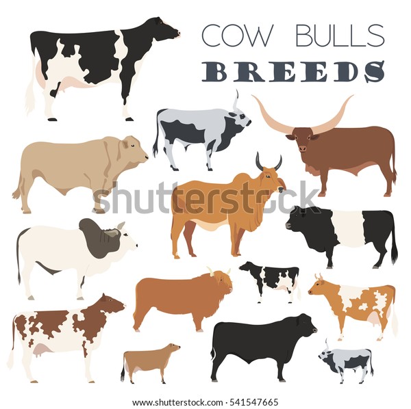 Cattle Breeding Farming Cow Bulls Breed Stock Vector (Royalty Free ...