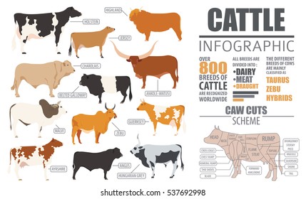 Cattle Breeding Farming Infographic Template. Flat Design. Vector Illustration