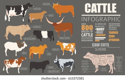 Cattle breeding farming infographic template. Flat design. Vector illustration