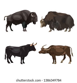Cattle bulls images - bison, yak, spanish fighting bull and water buffalo. Vector illustration isolated on white background