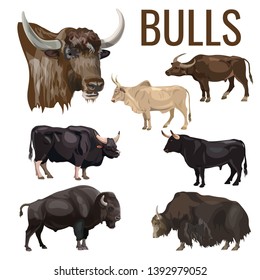 Cattle bulls set. Vector illustration isolated on white background