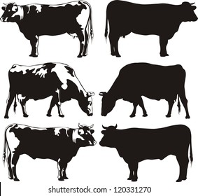 cattle - cow and bull