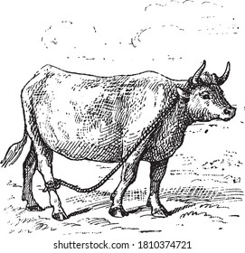 Cattle (cow), From the Dictionary of Word and Things, 1888.