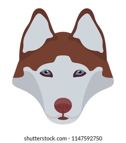 
A cattle dog breed with innocent face , pembroke welsh 
