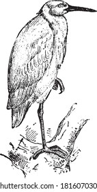 Cattle egret, From the Dictionary of Word and Things, 1888.