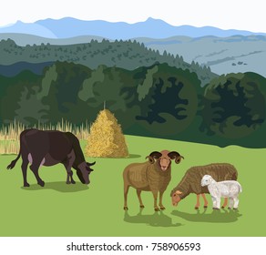 Cattle grazing in a meadow. Sheep and cow on pasture. Vector illustration