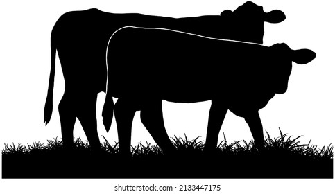 Cattle grazing silhouette in black on white background 