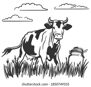 cattle grazing. silhouette of a cow grazing in the meadow. can of fresh steam. milk stands on the grass