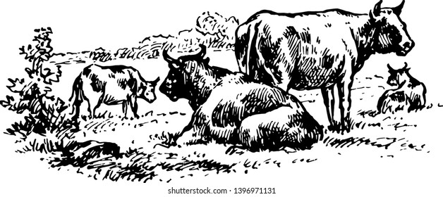 Cattle are the most common type of large domesticated ungulates vintage line drawing or engraving illustration.