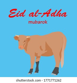 cattle sacrificial animals, and Eid al-Adha