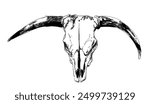 cattle skull hand sketch, cow, bull - vector illustration