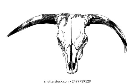 cattle skull hand sketch, cow, bull - vector illustration