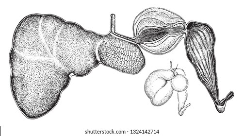 Cattle stomach cut through and spread out, beside it view in natural position, vintage engraved illustration. From Deutch Vogel Teaching in Zoology.
