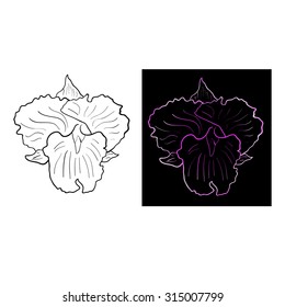 Cattleya orchid - hand drawn vector 