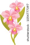 Cattleya orchid, Pink on white background