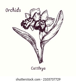 Cattleya orchids flower collection. Ink black and white doodle drawing in woodcut style with inscription.