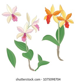 Cattleya orchids flowers and elements isolated on white background