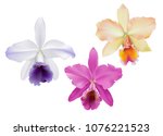 Cattleya Orchids.
Hand drawn vector illustration of tropical orchids,  on white background.
