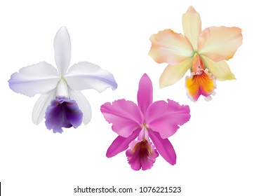 Cattleya Orchids.
Hand drawn vector illustration of tropical orchids, on white background.