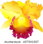 cattleya  Paphiopedilum Callosum isolated on white background, vector