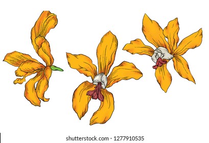 cattleya yellow flower