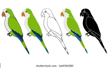 Caturrita bird in profile view