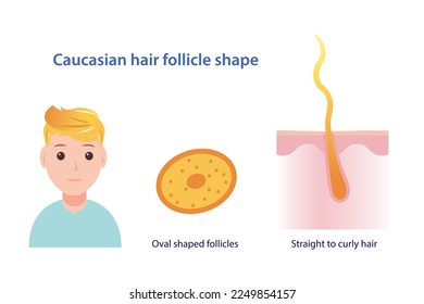 Caucasian hair follicle shape vector illustration isolated on white background. Cross section of oval shaped follicles. Straight to curly hair with scalp layer. Hair anatomy concept illustration.