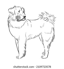 Caucasian Shepherd dog isolated on white background. Hand drawn dog breed vector sketch.