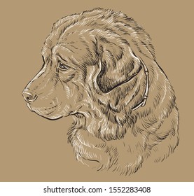 Caucasian Shepherd Dog vector hand drawing illustration in black and white colors isolated on beige background