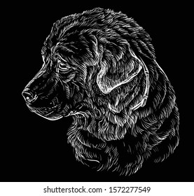 Caucasian Shepherd Dog vector hand drawing illustration in white color isolated on black background