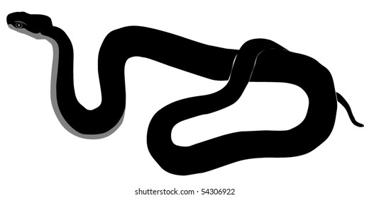 Caucasus viper