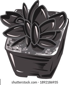 Caudex and succulent plant in grayscale vector illustration graphic style