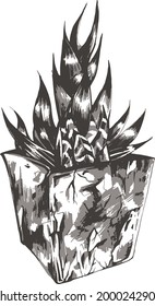 Caudex and succulent plant illustration in grayscale vector style. hand-drawn plant art.  Black and white style illustration. 