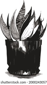 Caudex and succulent plant illustration in grayscale vector style. hand-drawn plant art.  Black and white style illustration. 