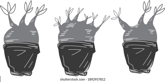 Caudex and succulent plant packages in grayscale vector illustration graphic style