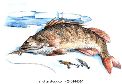 Caught perch lays on the ice near the hole. Watercolor. Vector.