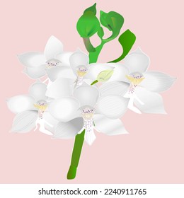 die Blumenorchidee mit weißen Blumen