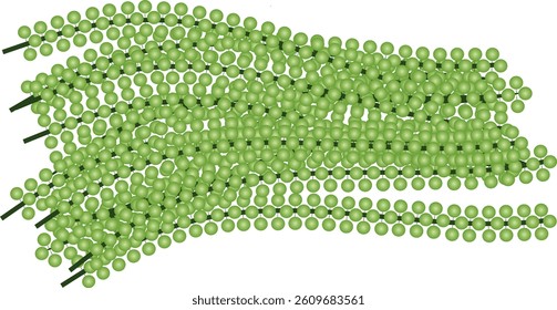 Caulerpa lentillifera or sea grape is a species of ulvophyte green algae from coastal regions in the Asia Pacific. 