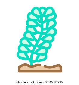 caulerpa lentillifera seaweed color icon vector. caulerpa lentillifera seaweed sign. isolated symbol illustration