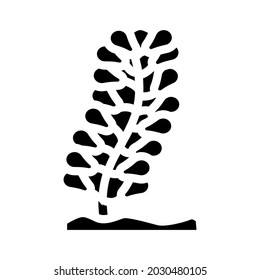 caulerpa lentillifera seaweed glyph icon vector. caulerpa lentillifera seaweed sign. isolated contour symbol black illustration