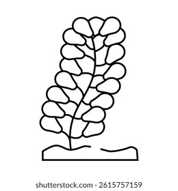 caulerpa lentillifera seaweed line icon vector. caulerpa lentillifera seaweed sign. isolated contour symbol black illustration