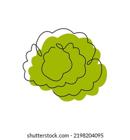 Cauliflower black contour drawing with abstract color spot. White cabbage minimalist silhouette. Continuous vegetable concept design. Green salad hand drawn one line flat vector illustration isolated