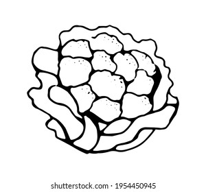 cauliflower, black outline drawn by pen, vector