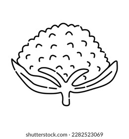 Cauliflower black and white vector line illustration of cabbage
